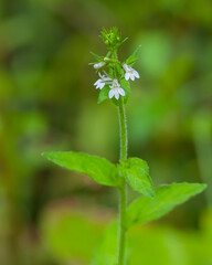 The delicate purple-tinged white white flowers of Lobelia light purple,,, Indian tobacco. Shows flowers, hairy stem and leaves.
