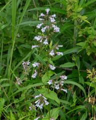 Nodding Penstemon, Penstemon laxiflorus, lavender tinged flowers clustered loosely on a stem with clasping opposite leaves. Also called loose-flowered beardtongue.