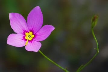 Sabatia grandiflora, Marsh-pink. Front view of the vibrant pink flower showing details of the...
