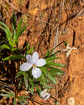Closeup of a nearly all white flower of Bird foot violet, Viola pedata, Large flower with deeply lobed leaves. Growing on a sandy slope in Blanton Creek WMA in Georgia. Native to North America.