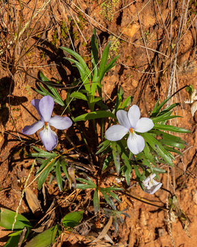 Closeup of Bird foot violet, Viola pedata, A lavender flower and a nearly all white flower with deeply lobed leaves. Growing on a sandy slope in Blanton Creek WMA in Georgia. Native to North America.