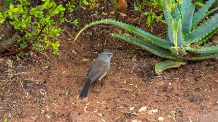 A Karoo scrub robin in its natural habitat foraging for food