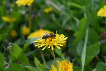 bee on dandelion