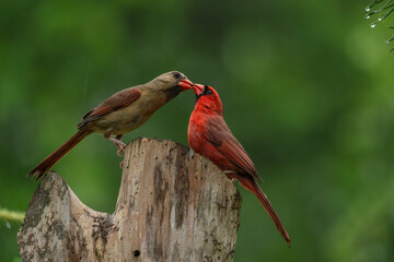 Female cardinal feeding young male