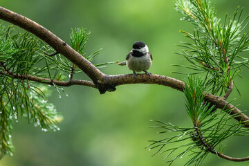 Carolina Chickadee Perched on a tree branch