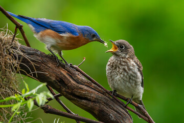 Bluebird Parent Feeding Juvenile