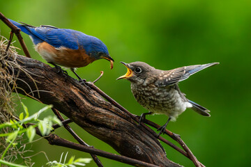Bluebird Parent Feeding Juvenile