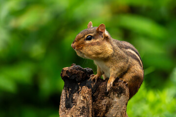 Chipmunk with a mouth full of seeds