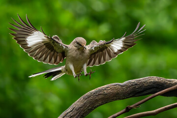 Mockingbird landing on a vine