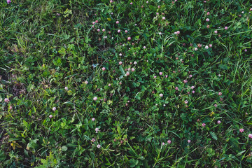 Clover field background, top view. Green meadow for publication, poster, calendar, post, screensaver, wallpaper, postcard, banner, cover, website. High quality photo