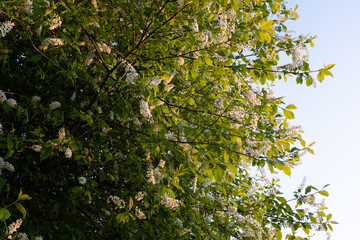 Blooming bird-cherry with white flowers on blue sky background for publication. Flowering Prunus...
