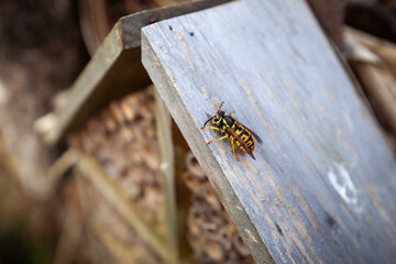 Wespe knabbert Holz für den Bau vom Nest im Frühling
