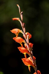 Parrot lily, also known as Dragon's or Natal lily (Gladiolus dalenii), Uniondale.