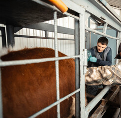 veterinarian meticulously examining cattle within the confines of a farm pen, demonstrating the...