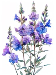 Fototapeta premium Pastel watercolor illustration of Larkspur, hand drawn, conveying a tranquil nature theme, on white background