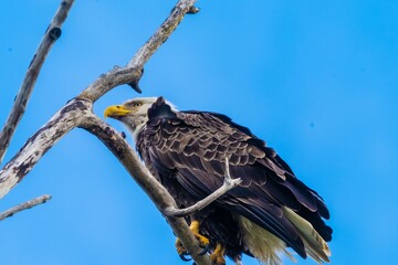 Bald eagle