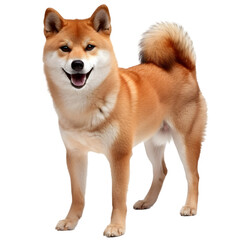 A Shiba Inu, small and agile with a fox-like face and reddish coat, on a transparent background.