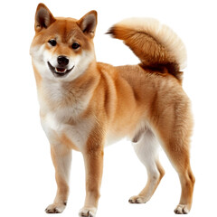 A Shiba Inu, small and agile with a fox-like face and reddish coat, on a transparent background.