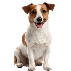 A Jack Russell Terrier, energetic and fearless, with a smooth white and tan coat, on a transparent background.