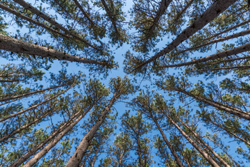 Pine trees and branches against sky