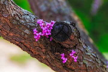 Flowering tree
