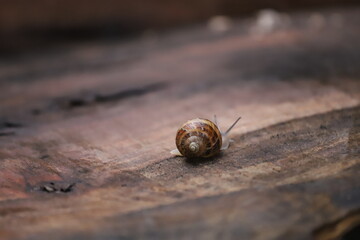 Brown garden snail on with its antennae raised. Isolated. Snail of the species Helix aspersa. Garden pest. Snail with brown shell and earth tones. Invertebrate animal of the gastropod mollusk type.