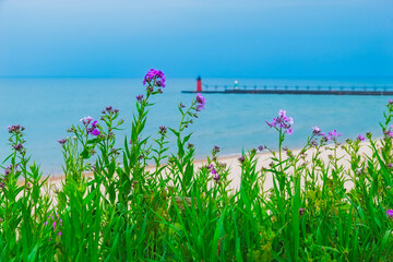 Purple flowers on the shore, with a distant lighthouse 