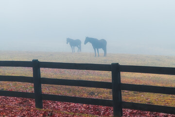 Two Horses standing in a Foggy Field