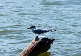 A common tern is perched on a log. The common tern is an elegant, agile seabird with a distinctive appearance. It has a slender body with a long, pointed tail that often appears forked in flight. - obrazy, fototapety, plakaty