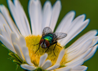 Solitary fly resting on a white flower.