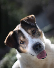 jack russell terrier