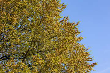 Ulmus minor samarae tree, Brown flowers on twig in late spring with green leaves, Elms are deciduous and semi-deciduous trees comprising the flowering plant genus Ulmus in the plant family Ulmaceae.