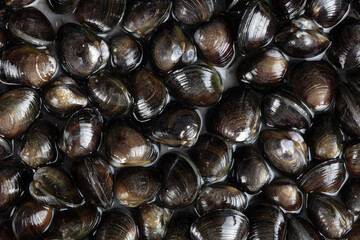 Fototapeta premium Shijimi shell fish (Corbicula japonica), a saltwater clam commonly used in miso soup, and nutrient supplimets. Also know by the names, Japanese river clams, Japanese basket clam, Japanese blue clam