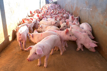 Granja de Suínos criação de leitão Agronegócio de Porco