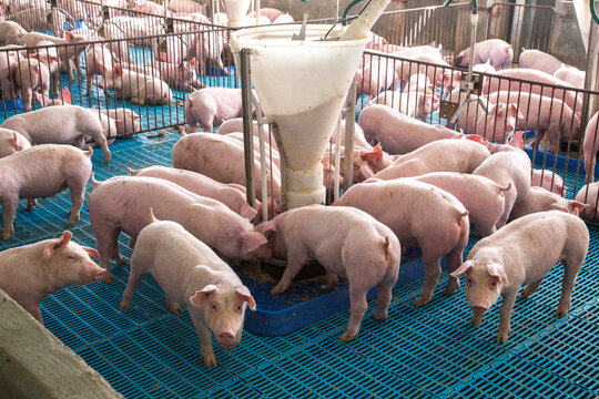 Granja de Su&iacute;nos cria&ccedil;&atilde;o de leit&atilde;o Agroneg&oacute;cio de Porco