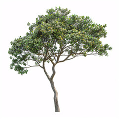 Obraz premium tree isolated on white