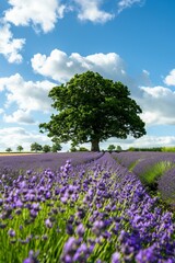 Fototapeta premium Provence landscape