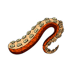 sea octopus kraken tentacle hand drawn. tattoo art, underwater fantasy, isolated seafood sea octopus kraken tentacle vector sketch. isolated color illustration