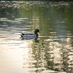 Duck walking on the lake at sunset