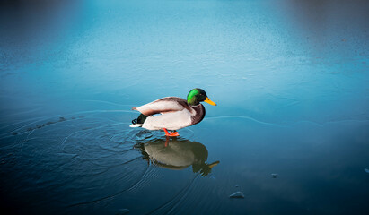 Duck waiting on the ice for spring to come