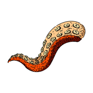 recommend clip art: monster octopus kraken tentacle hand drawn. squid sea, tattoo art, underwater fantasy monster octopus kraken tentacle vector sketch. isolated color illustration