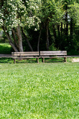 Two wooden benches under a flowering tree, in a park. Two old wooden benches in the woods.