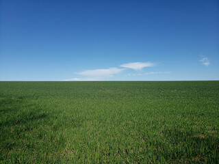 green field and blue sky