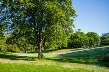 trees in the park