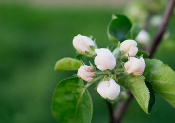 apple tree flowers close up