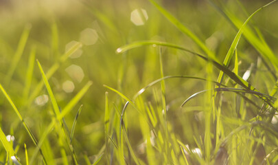 Green juicy grass in the rays of light 4
