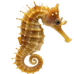 This is a photo of a yellow and brown seahorse
