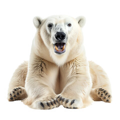 A large polar bear sits on the ice, its mouth open and its fur matted with snow