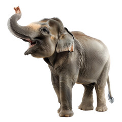A young elephant stands with its trunk in the air. It is looking at something with its mouth open.