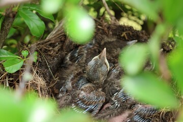 Amselküken (6 Tage alt) wartet im Nest auf die Fütterung durch die Mutter Amsel